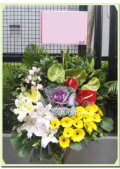 H315-葉牡丹系列 綠掌 紅掌 桔梗 百合