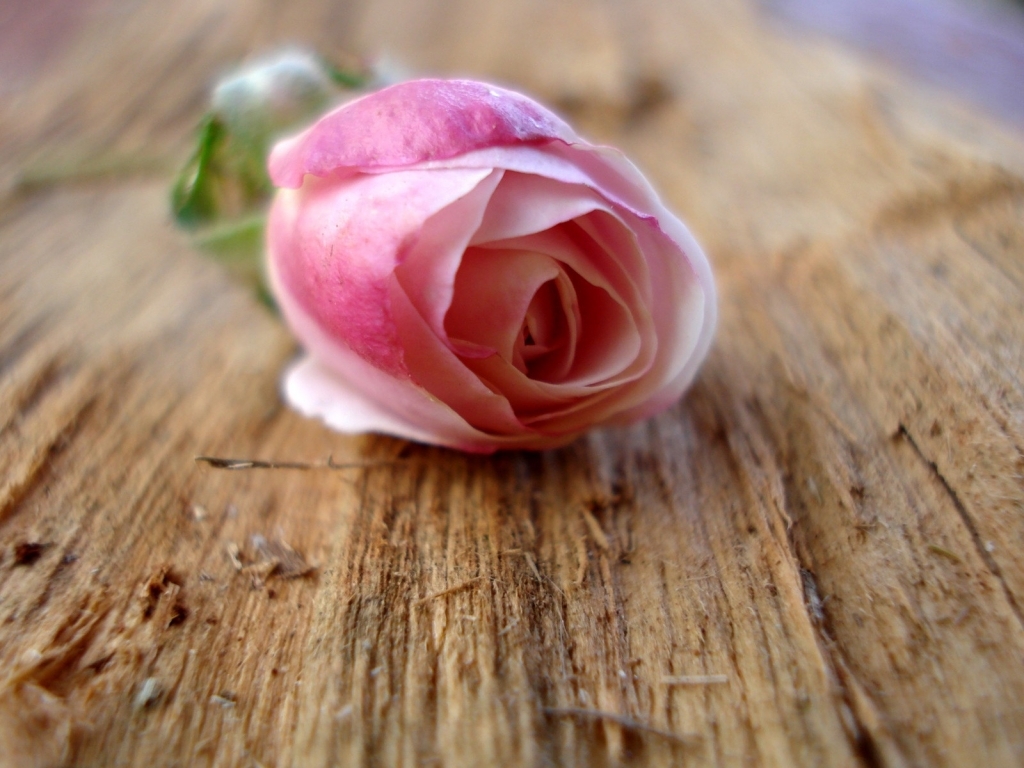 phoca-thumb-l-pink-rose-1127.jpg